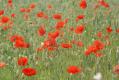 Flora: Field Poppy (Papaver rhoeas)